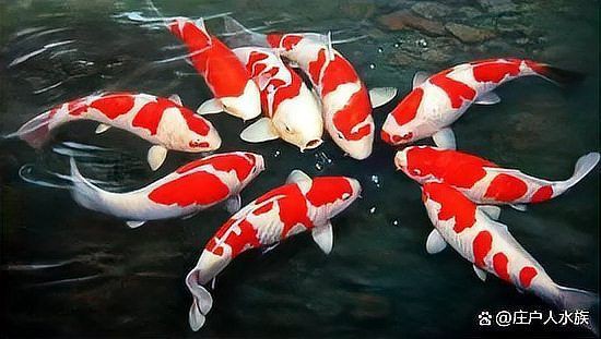 魚缸加鹽魚都上浮了【壓魚缸加鹽魚都上浮了】 魚缸加鹽魚都上浮了【壓魚缸加鹽魚都上浮了】 龍魚百科 第9張