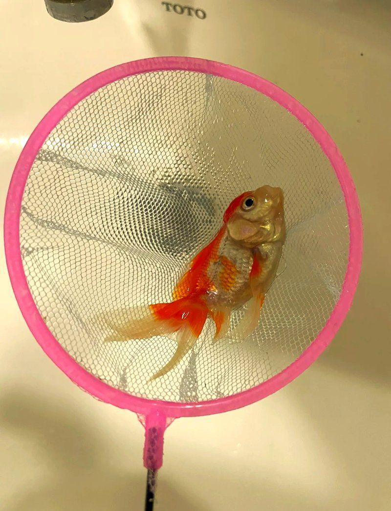 魚缸加鹽魚都上浮了【壓魚缸加鹽魚都上浮了】 魚缸加鹽魚都上浮了【壓魚缸加鹽魚都上浮了】 龍魚百科 第13張