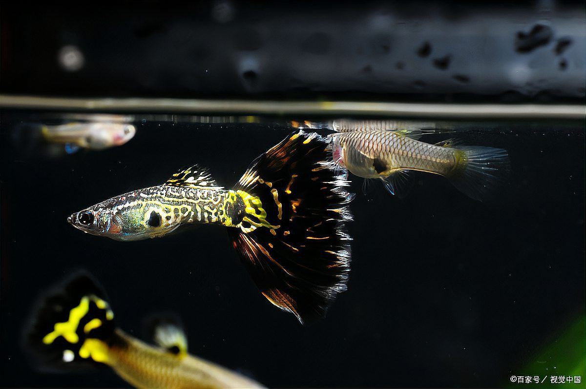 孔雀魚一次生3條正常嗎【孔雀魚一次生3條屬于正常現象但數量偏少，但數量偏少】