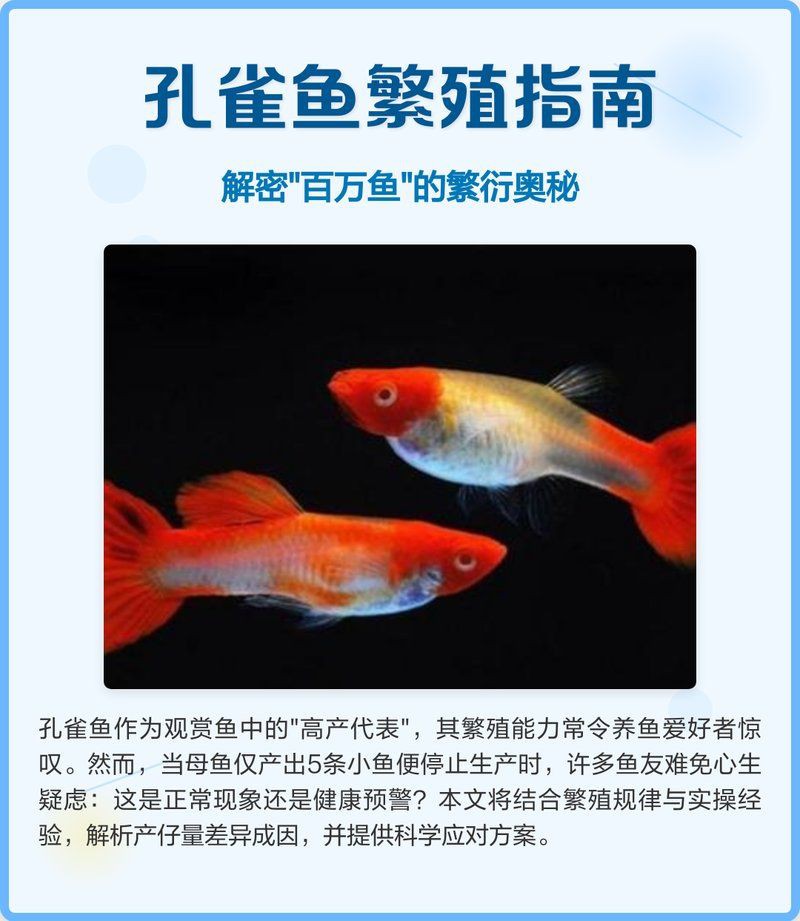 孔雀魚一次生3條正常嗎【孔雀魚一次生3條屬于正常現象但數量偏少，但數量偏少】