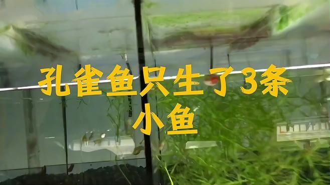 孔雀魚一次生3條正常嗎【孔雀魚一次生3條屬于正常現象但數量偏少，但數量偏少】