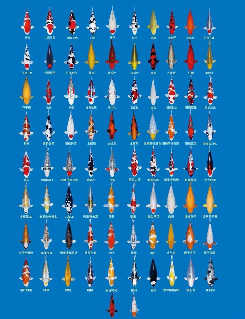 丹頂錦鯉最不值錢的顏色【《丹頂錦鯉最不值錢的顏色》】 丹頂錦鯉最不值錢的顏色【《丹頂錦鯉最不值錢的顏色》】 龍魚論壇 第3張