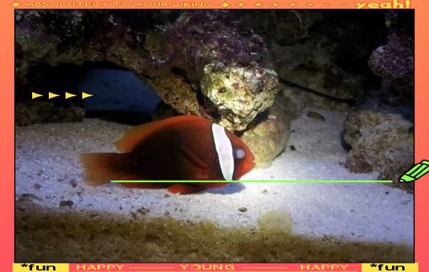 有哪些中草藥可以治療龍魚蒙眼？【《治療龍魚蒙眼的中草藥探究》】