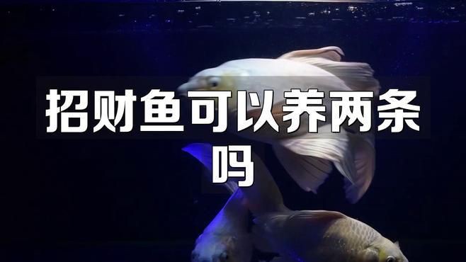 招財龍魚混養注意事項有哪些？【招財龍魚混養注意事項】