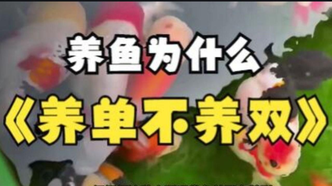 養魚不養雙數是為什么【《養魚不養雙數的原因》】