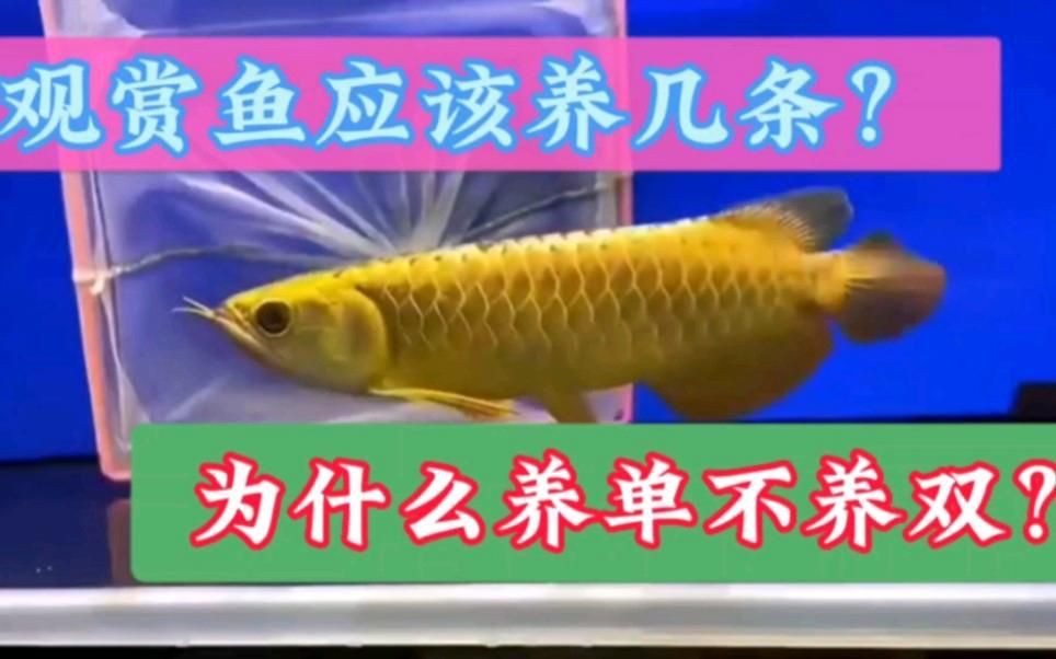 養魚不養雙數是為什么【《養魚不養雙數的原因》】