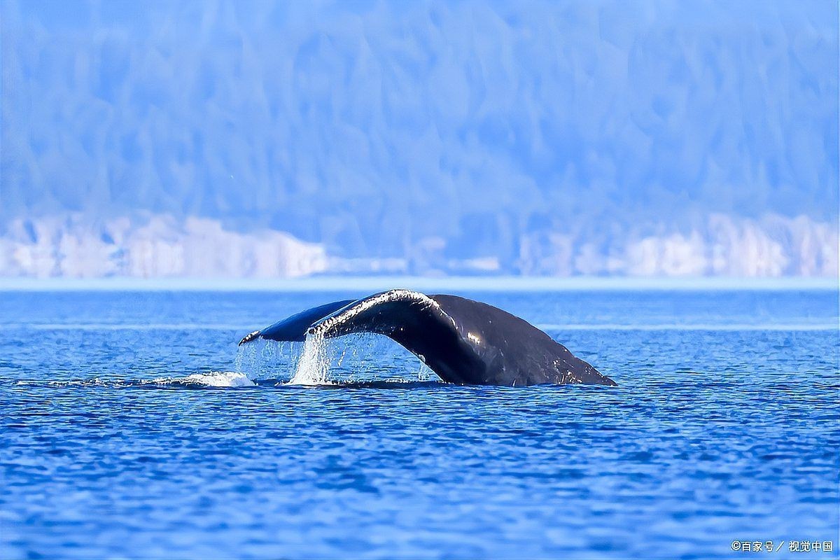 鯨魚的寓意和象征【鯨魚作為海洋中的獵鯨傳統(tǒng)與全球護(hù)鯨運動持續(xù)發(fā)展理念】 鯨魚的寓意和象征【鯨魚作為海洋中的獵鯨傳統(tǒng)與全球護(hù)鯨運動持續(xù)發(fā)展理念】 龍魚百科 第5張