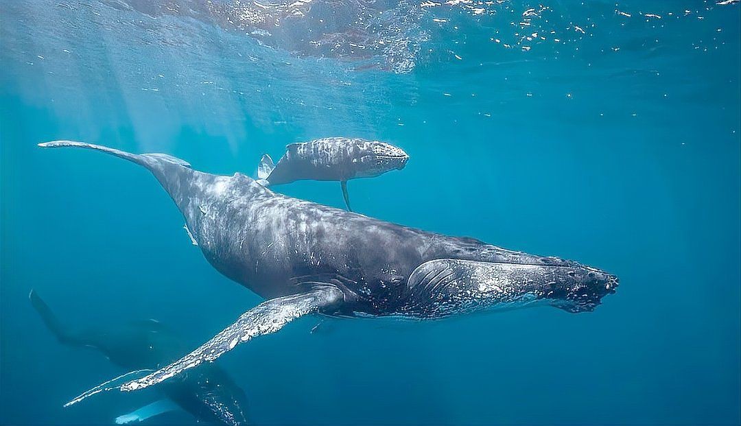 鯨魚的寓意和象征【鯨魚作為海洋中的獵鯨傳統(tǒng)與全球護(hù)鯨運動持續(xù)發(fā)展理念】 鯨魚的寓意和象征【鯨魚作為海洋中的獵鯨傳統(tǒng)與全球護(hù)鯨運動持續(xù)發(fā)展理念】 龍魚百科 第13張