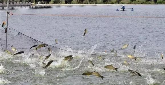 富縣龍魚店【富縣有沒有龍魚店】 富縣龍魚店【富縣有沒有龍魚店】 全國水族館企業名錄 第4張