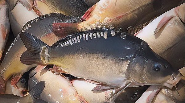 三道鱗和鯽魚的區別【三道鱗與鯽魚的區別】 三道鱗和鯽魚的區別【三道鱗與鯽魚的區別】 龍魚論壇 第5張