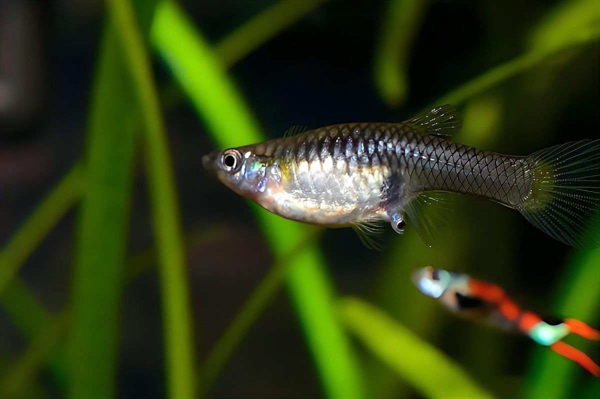 爛尾魚需要單獨飼養(yǎng)嗎？【養(yǎng)魚8年才知道】