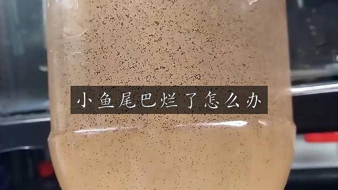 爛尾魚需要單獨飼養(yǎng)嗎？【養(yǎng)魚8年才知道】