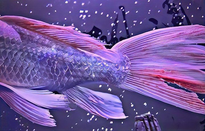 爛尾魚需要單獨飼養(yǎng)嗎？【養(yǎng)魚8年才知道】