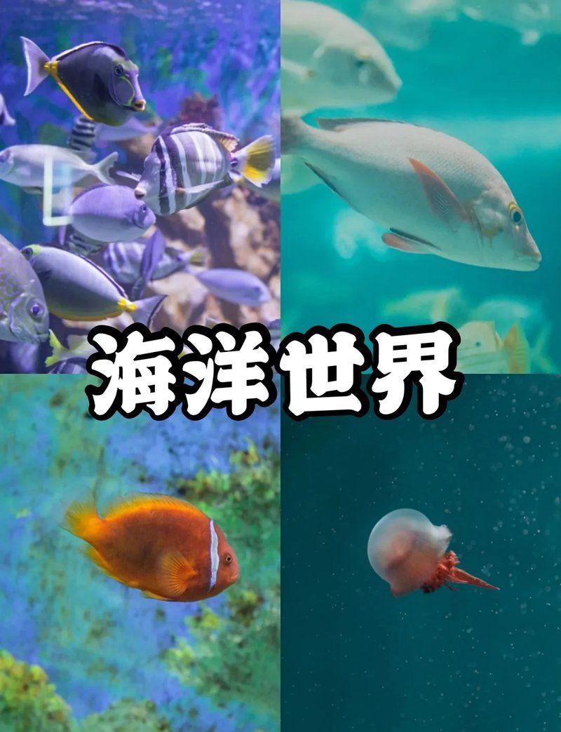 泉州水族館【泉州三點水族館游玩攻略】