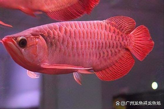 短身紅龍魚(yú)多少錢(qián)【短身紅龍魚(yú)價(jià)格大揭秘綿陽(yáng)紅龍魚(yú)2688貴嗎】