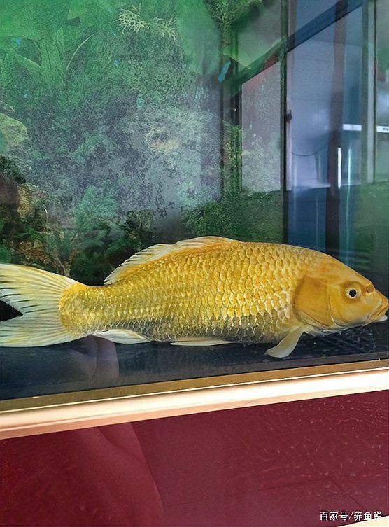 魚鰭充血是否會自愈？【錦鯉充血能自愈嗎】