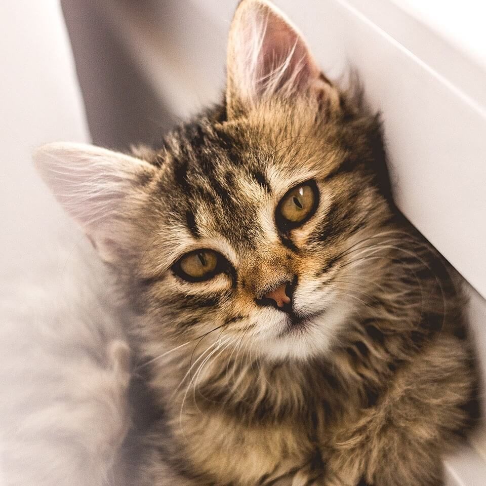 魚爛尾爛鰭最簡單三個原因【觀賞魚爛尾爛鰭爛鱗用什么藥觀賞魚爛尾爛鱗用什么藥】