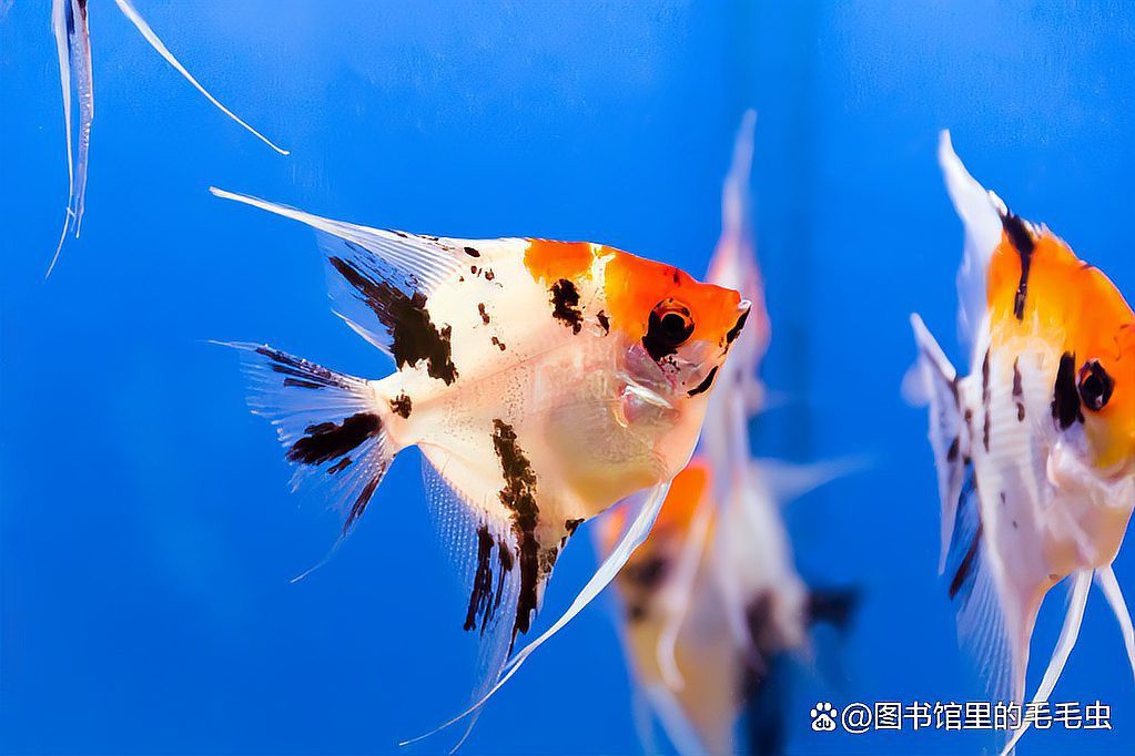 12種最適合懶人養的魚【12種最適合懶人養的魚，不打氧也能活成小胖子萌寵小團團】 12種最適合懶人養的魚【12種最適合懶人養的魚，不打氧也能活成小胖子萌寵小團團】 龍魚論壇 第2張