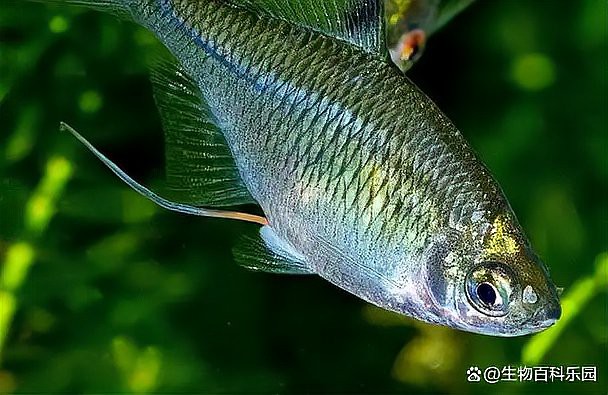 12種最適合懶人養的魚【12種最適合懶人養的魚，不打氧也能活成小胖子萌寵小團團】 12種最適合懶人養的魚【12種最適合懶人養的魚，不打氧也能活成小胖子萌寵小團團】 龍魚論壇 第4張