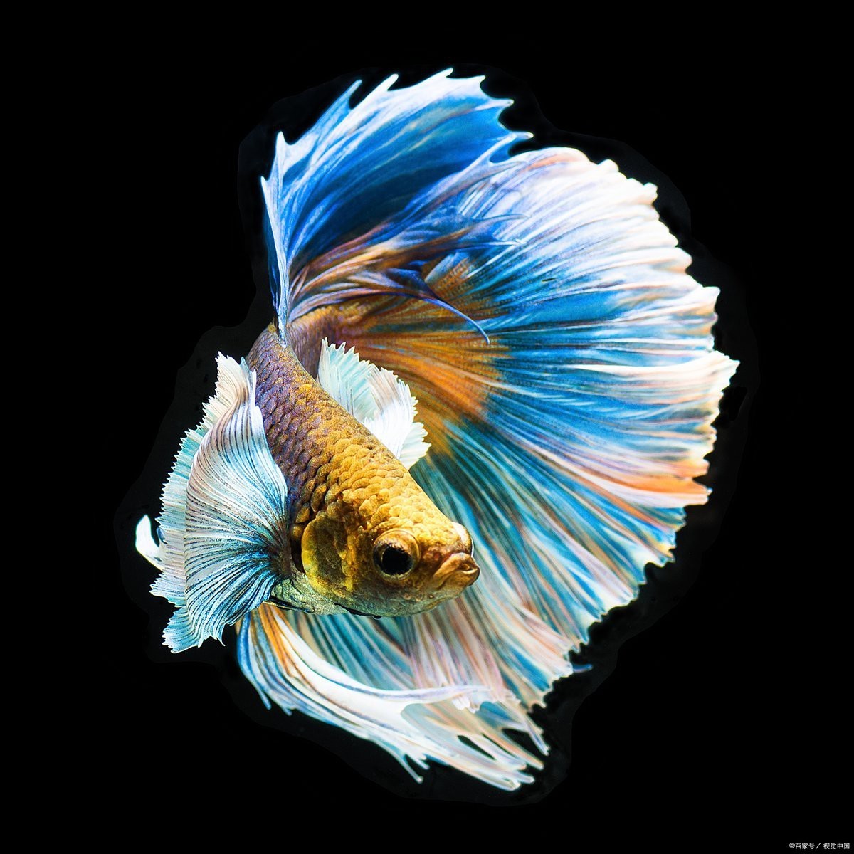 12種最適合懶人養的魚【12種最適合懶人養的魚，不打氧也能活成小胖子萌寵小團團】 12種最適合懶人養的魚【12種最適合懶人養的魚，不打氧也能活成小胖子萌寵小團團】 龍魚論壇 第6張
