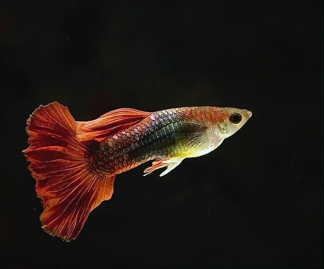 12種最適合懶人養的魚【12種最適合懶人養的魚，不打氧也能活成小胖子萌寵小團團】 12種最適合懶人養的魚【12種最適合懶人養的魚，不打氧也能活成小胖子萌寵小團團】 龍魚論壇 第1張