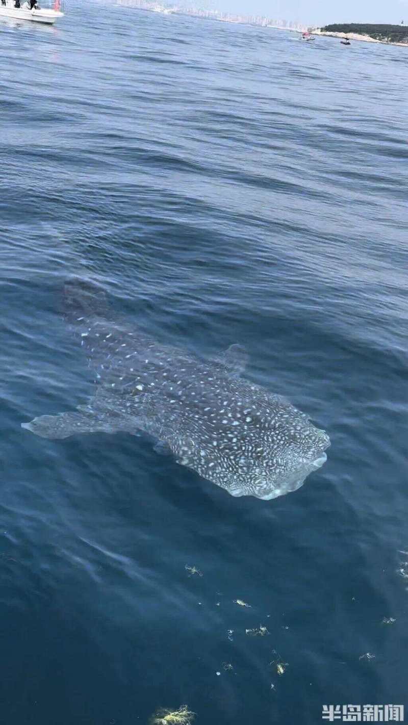 世界第一巨魚【世界第一巨魚鯨鯊的存在提醒著我們的存在提醒著我們】