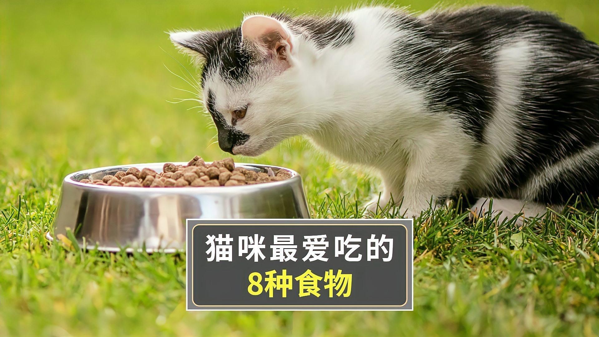 貓最愛吃的10種食物【養貓必看:這些寶藏貓食多給貓吃全民小視頻】