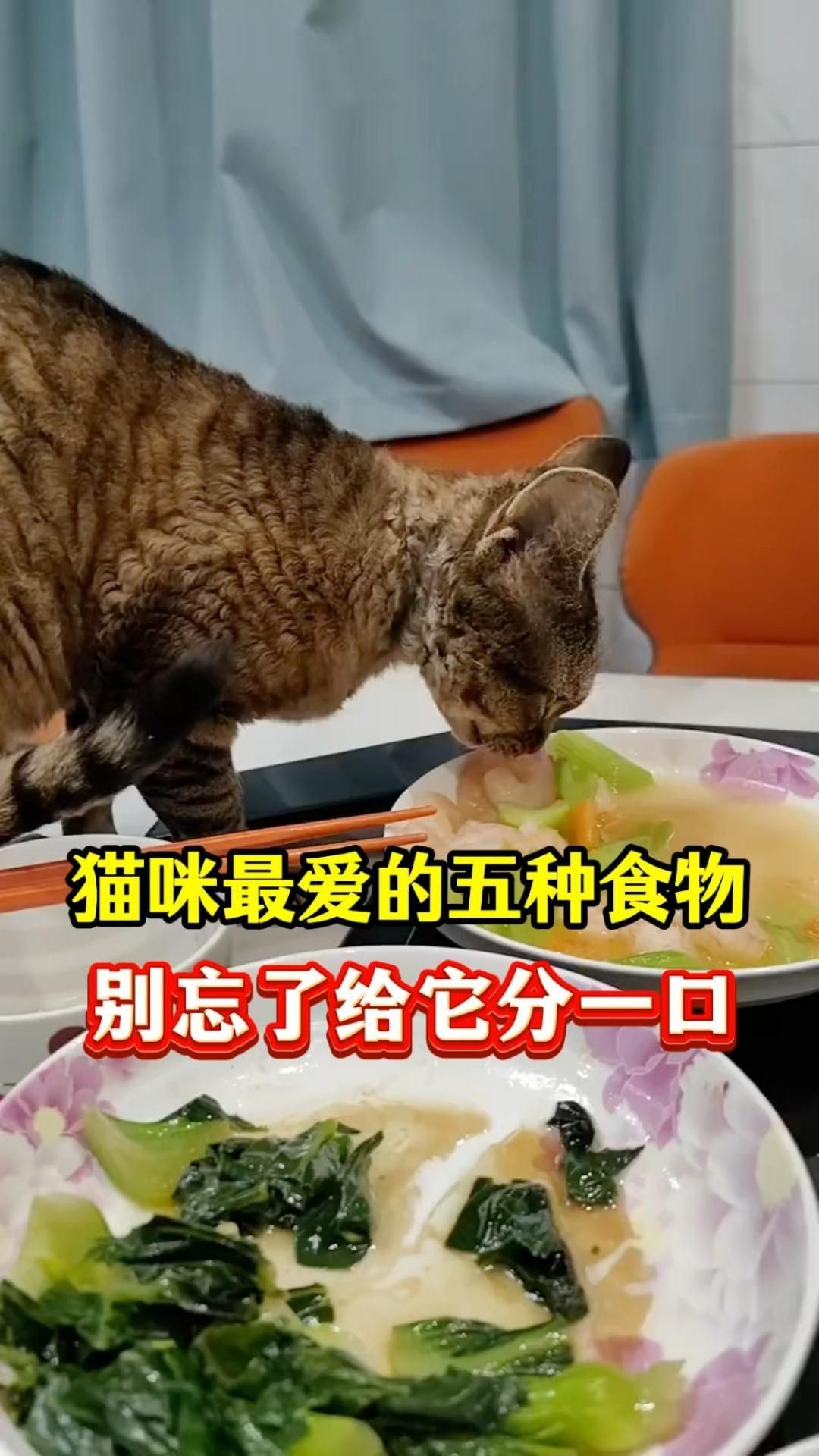 貓最愛吃的10種食物【養貓必看:這些寶藏貓食多給貓吃全民小視頻】