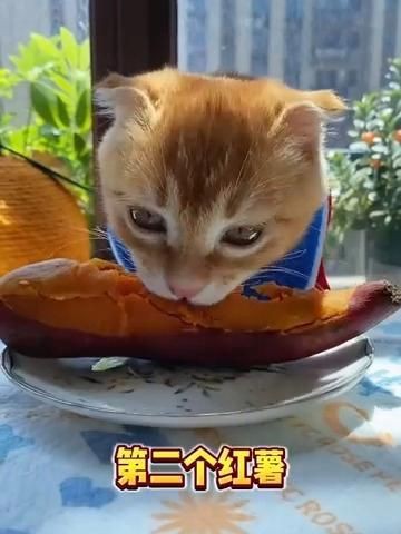 貓最愛吃的10種食物【養貓必看:這些寶藏貓食多給貓吃全民小視頻】