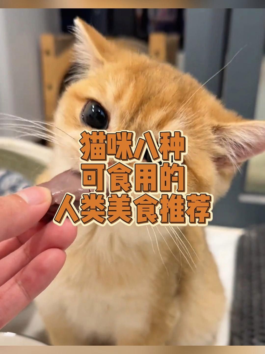 貓最愛吃的10種食物【養貓必看:這些寶藏貓食多給貓吃全民小視頻】