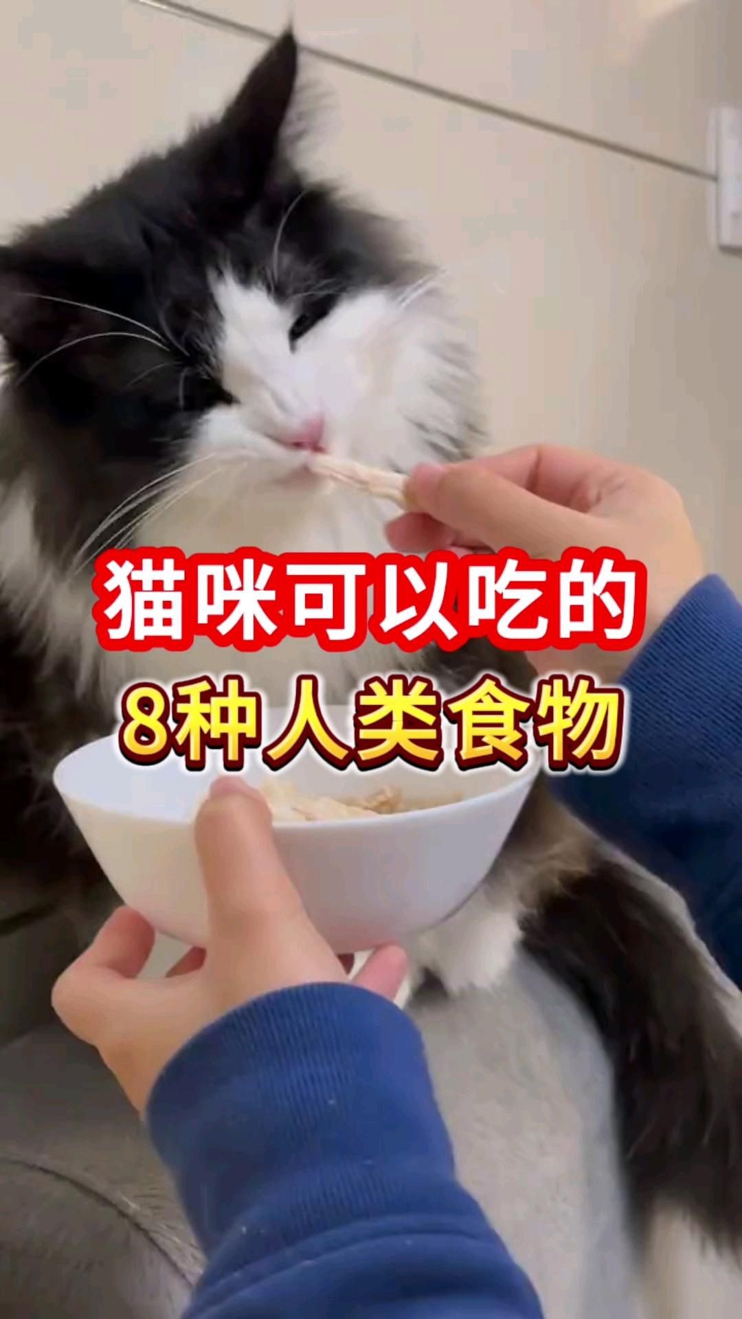 貓最愛吃的10種食物【養貓必看:這些寶藏貓食多給貓吃全民小視頻】