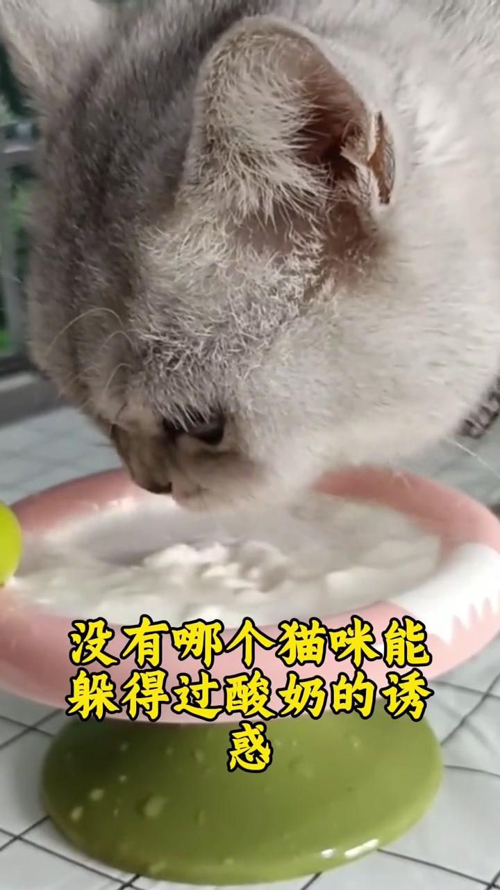 貓最愛吃的10種食物【養貓必看:這些寶藏貓食多給貓吃全民小視頻】