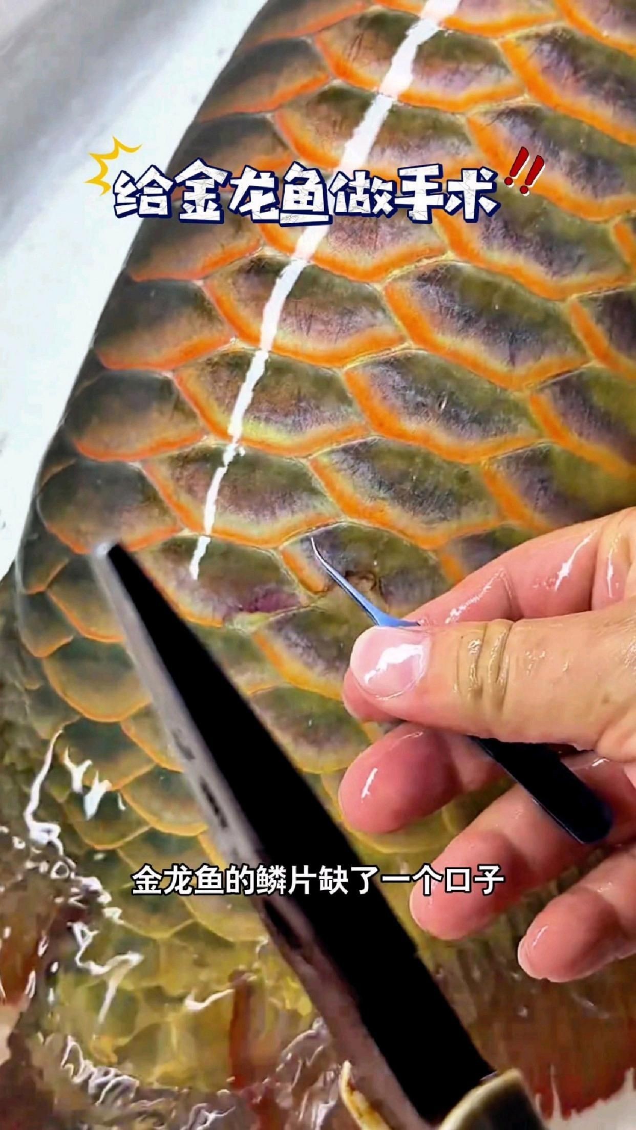如何預防龍魚鱗片感染？【龍魚鱗片發黑是什么原因】