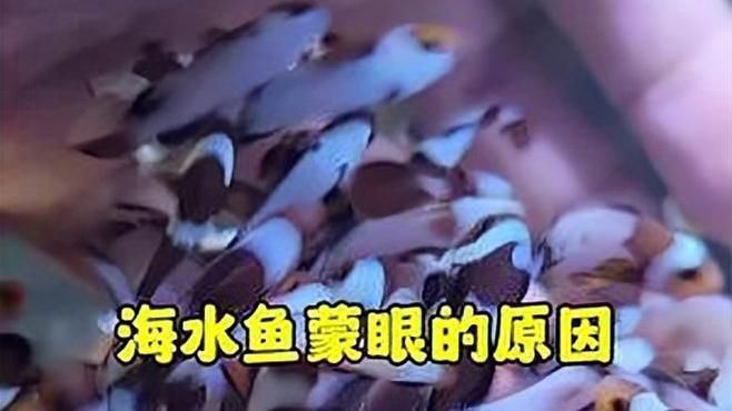 如何判斷魚蒙眼的嚴(yán)重程度？【海水魚珊瑚#海水魚珊瑚#小丑魚繁殖#海水魚珊瑚#海缸日記】