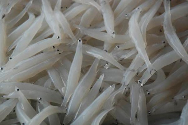 淡水針魚多少錢一斤【2022針魚價格多少錢一斤惠農(nóng)網(wǎng)淡水針魚多少錢一斤】