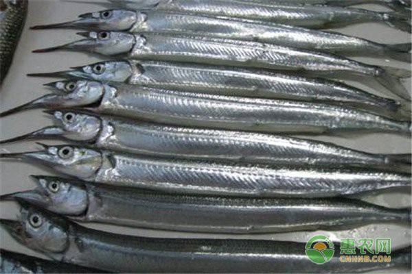 淡水針魚多少錢一斤【2022針魚價格多少錢一斤惠農(nóng)網(wǎng)淡水針魚多少錢一斤】