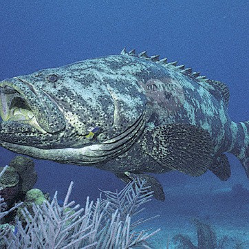 石斑魚的種類及圖片【人類與石斑魚家族千年來的羈絆】