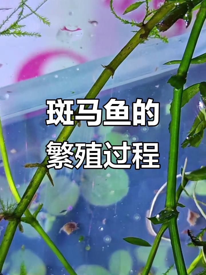 如何判斷斑馬魚是否進入繁殖期?【判斷斑馬魚是否進入繁殖期可從多方面著手】 龍魚百科 第3張 如何判斷斑馬魚是否進入繁殖期?【判斷斑馬魚是否進入繁殖期可從多方面著手】 如何判斷斑馬魚是否進入繁殖期?【判斷斑馬魚是否進入繁殖期可從多方面著手】 龍魚百科 第3張