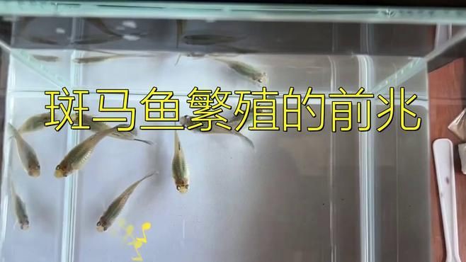 如何判斷斑馬魚是否進入繁殖期?【判斷斑馬魚是否進入繁殖期可從多方面著手】 龍魚百科 第2張 如何判斷斑馬魚是否進入繁殖期?【判斷斑馬魚是否進入繁殖期可從多方面著手】 如何判斷斑馬魚是否進入繁殖期?【判斷斑馬魚是否進入繁殖期可從多方面著手】 龍魚百科 第2張