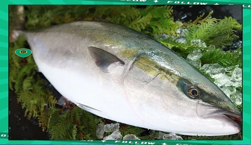 世界十大頂級食用魚【百度文庫，10種世界頂級食用魚，看有幾條來自中國】 世界十大頂級食用魚【百度文庫，10種世界頂級食用魚，看有幾條來自中國】 龍魚論壇 第5張