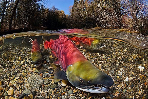世界十大頂級食用魚【百度文庫，10種世界頂級食用魚，看有幾條來自中國】 世界十大頂級食用魚【百度文庫，10種世界頂級食用魚，看有幾條來自中國】 龍魚論壇 第4張