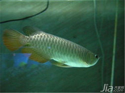 泗水龍魚最簡單三個步驟【“泗水龍魚最簡單三個步驟”聚焦于高效烹飪該特色魚類的方法】