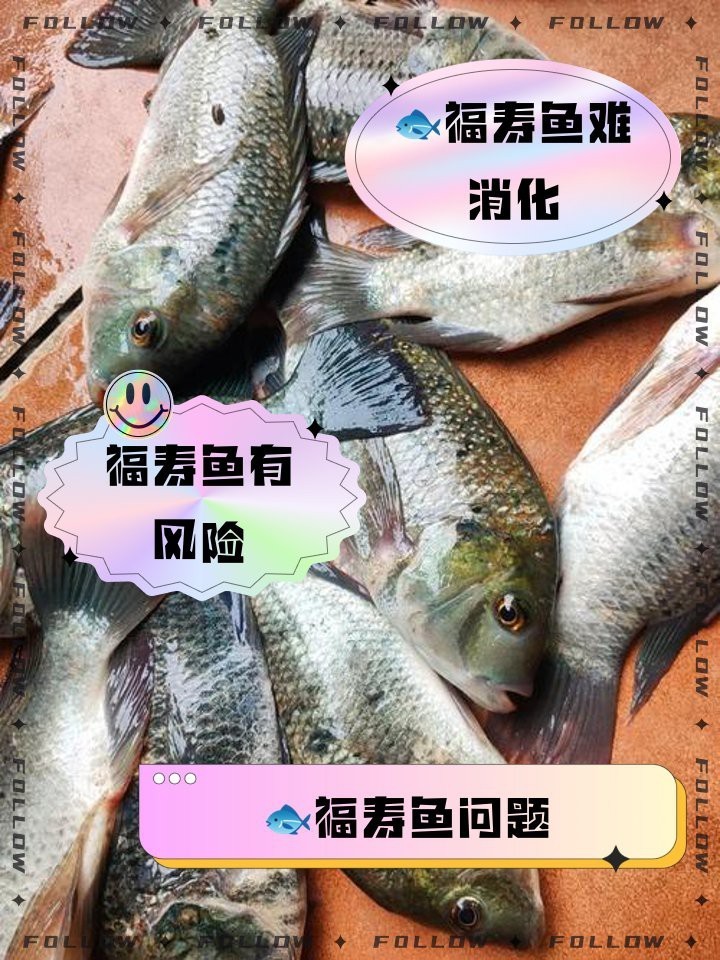 福壽魚對人體的害處【福壽魚的危害】