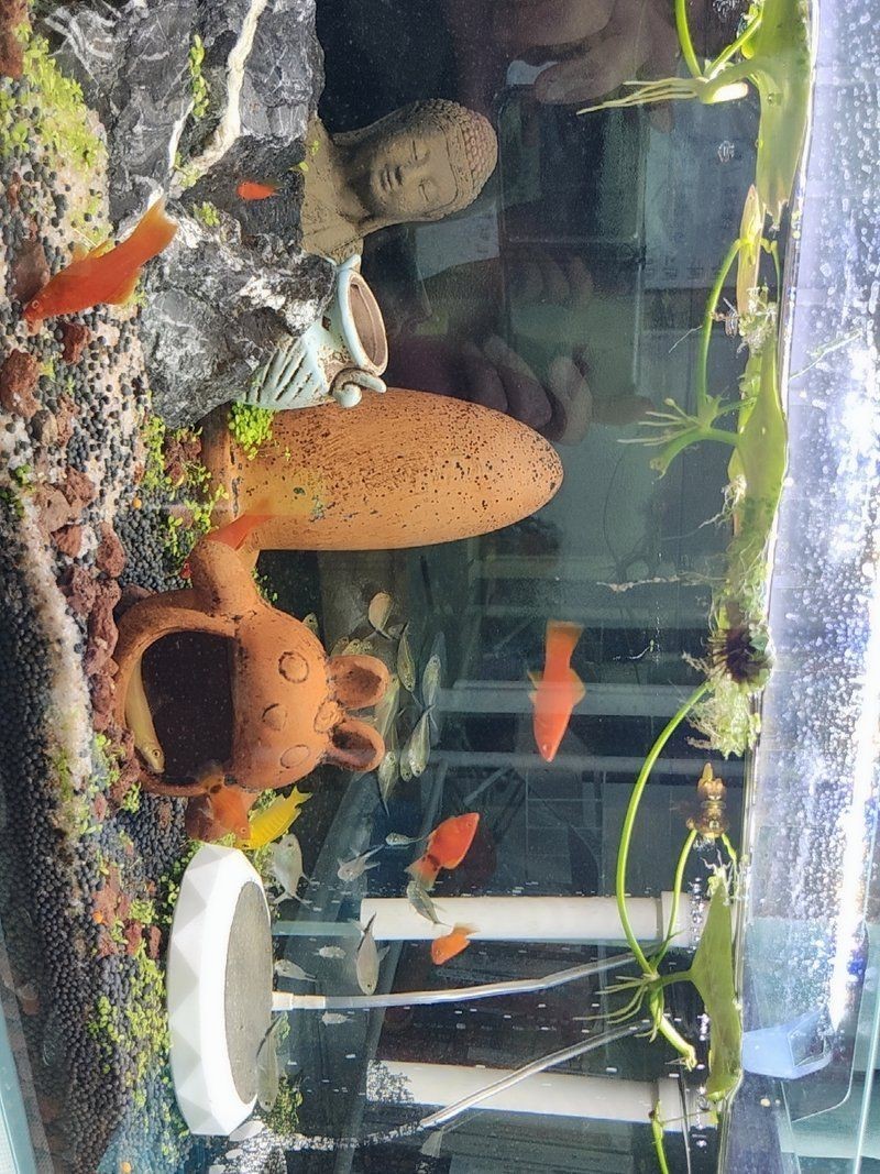 紅大勾扯旗魚多少錢【紅大勾扯旗魚價(jià)格大揭秘海洋邊的吟游歌手紅大勾扯旗魚有哪些品種】