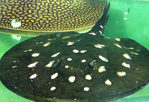 皇冠黑白魟魚白點變黃原因【皇冠黑白魟魚白點變黃的原因】 皇冠黑白魟魚白點變黃原因【皇冠黑白魟魚白點變黃的原因】 龍魚論壇 第5張