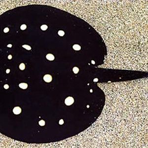 皇冠黑白魟魚(yú)白點(diǎn)變黃原因【皇冠黑白魟魚(yú)白點(diǎn)變黃的原因】