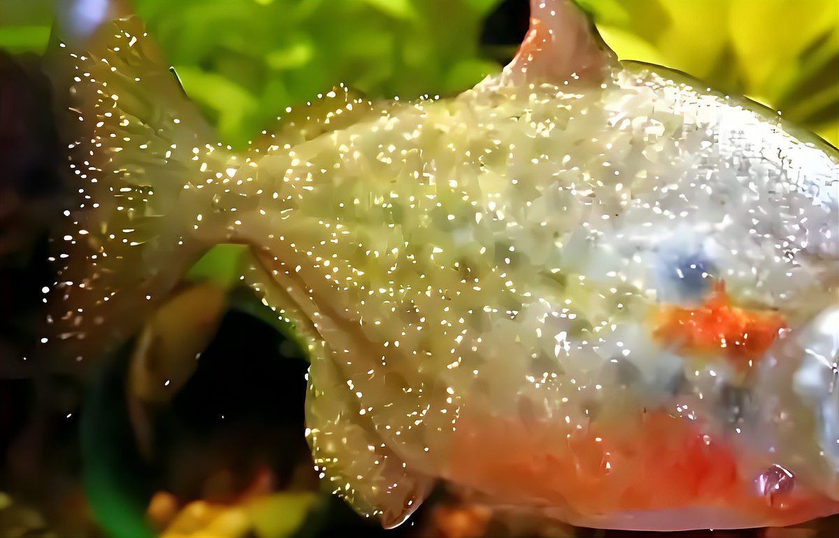 皇冠黑白魟魚白點變黃原因【皇冠黑白魟魚白點變黃的原因】 皇冠黑白魟魚白點變黃原因【皇冠黑白魟魚白點變黃的原因】 龍魚論壇 第9張