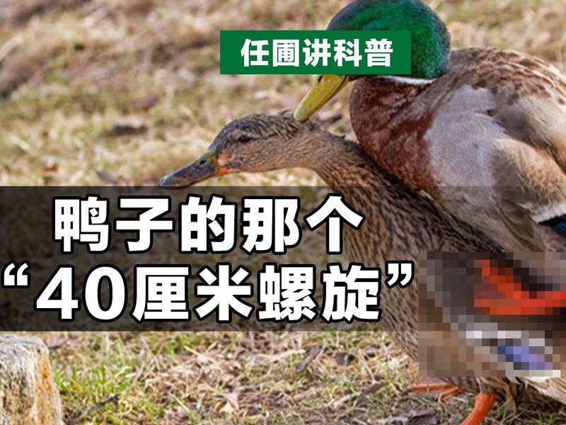 什么品種鴨嘴最長只能長到40cm【何種品種的鴨子的嘴部長度上限為40cm？】