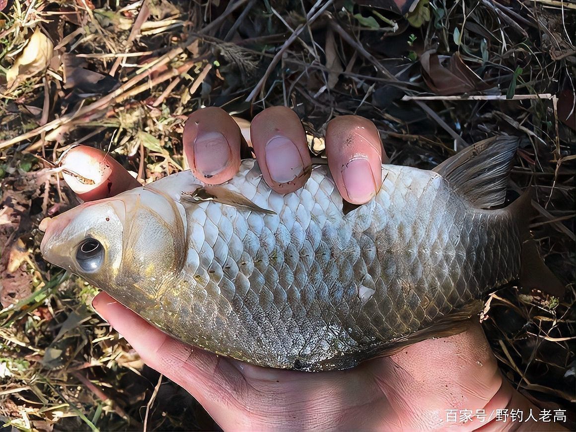 什么藥叫魚缺氧上浮【\