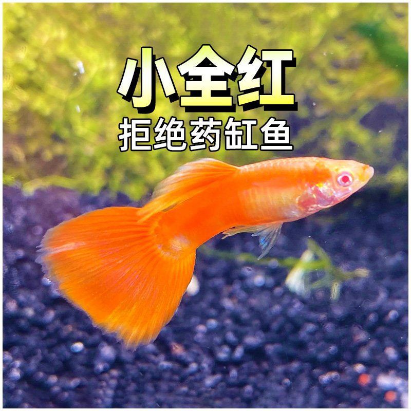 孔雀魚美國全紅【寵物新奇說，孔雀魚養殖技巧(2)】